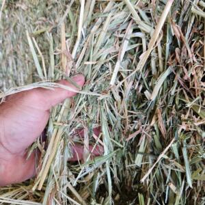 Hay