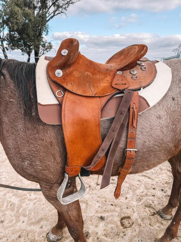 Three Nines Saddle pads on horse