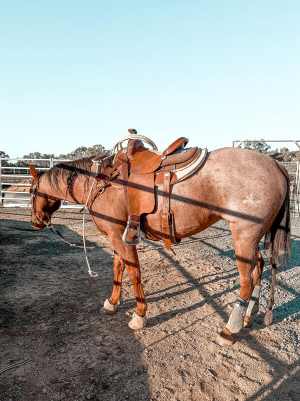 Three Nines Saddle pads on horse
